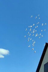 stado białych gołębi na tle błękitnego nieba