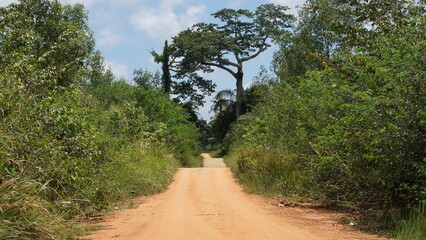 Fototapeta na wymiar a path with trees on the side of a dirt road