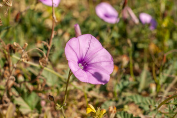 Fototapeta na wymiar Convolvulus althaeoides o campanica. Flor de color purpura.