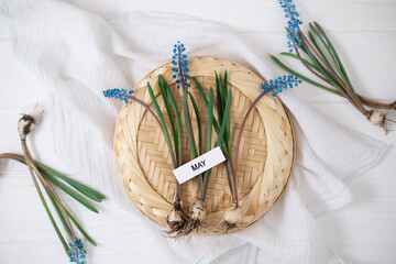 Bouquet of purple muscari. Spring mood
