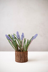 Bouquet of purple muscari. Spring mood