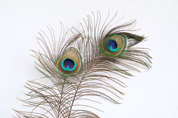peacock feather on white wall background