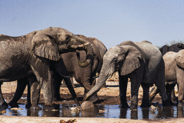 family elephants