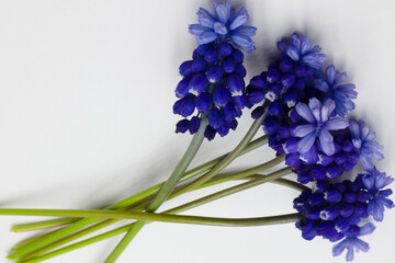 a bouquet of blue flowers on a white background, muscari, spring flowers