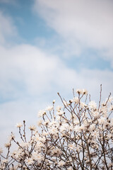 white magnolia flowers spring blossom wallpaper