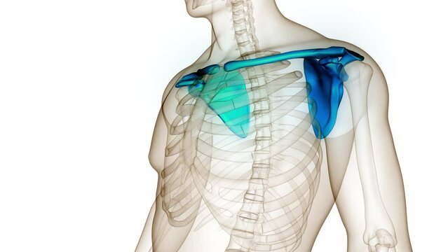Human Skeleton System Pectoral (Shoulder) Girdle Bone Joints Anatomy Animation Concept