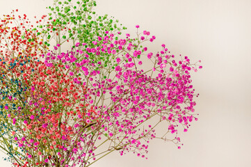 Bright multi-colored flowers close-up against the background of a smooth white wall in the interior of the apartment