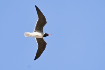 Laughing gull flying against a clear blue sky.