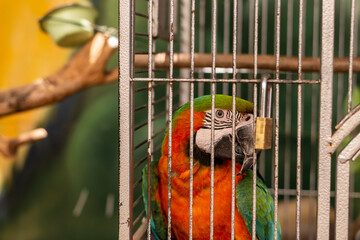 Multi-colored macaw parrot with a huge beak in an iron cage