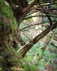 Moss-covered tree stump surrounded by lush green moss