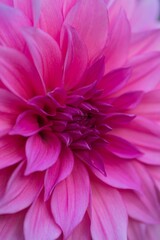 Aesthetically pleasing close-up shot of a vibrant pink flower © Dean Collins/Wirestock Creators