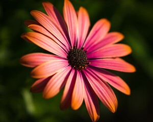 Close-up view of a vibrant orange Cape marguerite flower, with wispy green leaves in the background