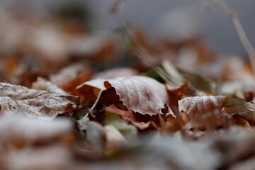 Weathered autumn dry leaves on the ground in a selective focus shot
