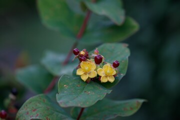Close-up image of three brightly colored wildflowers, featuring two yellow blossoms on green stalks