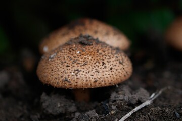 Cluster of mushrooms growing in a grassy area nearby a small tree, its roots visible in the soil