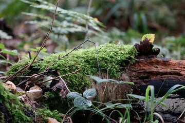 moss covered tree in the woods with green foliage around it