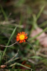 a bright orange flower sitting on top of a lush green field