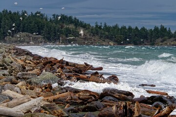 Winter storm at Esquimalt Lagoon causing splashy waves with seagulls flying at the shoreline