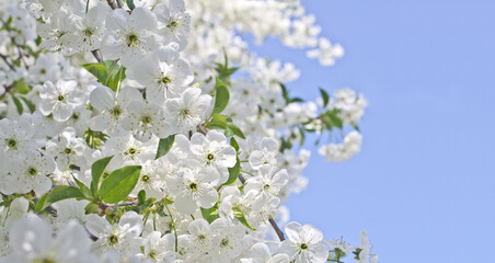 Blue sky background and white flowers