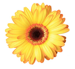 Isolated yellow gerbera flower head. - obrazy, fototapety, plakaty