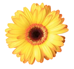 Foto op Plexiglas Isolated yellow gerbera flower head. © Stefan