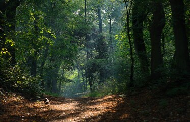 Rural dirt road winding through a dense forest of vibrant trees in a park in Poznan.
