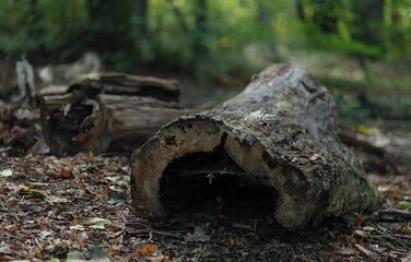Closeup shot of freshly cut trees and scattered foliage littering the ground in a park in Poznan.