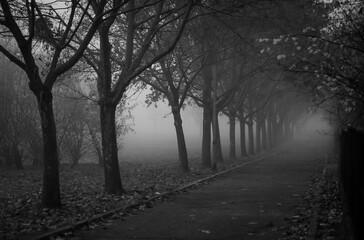 Grayscale shot of a peaceful, misty pathway lined with tall trees in a park in Poznan.