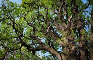 Large tree with its branches and leaves reaching out into the sky in the Old Town of Poznan.