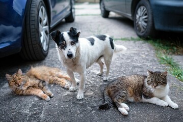 Pies i koty © Dariusz