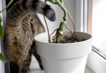 adorable cute tabby cat kitty hiding over monstera plant leaf against wall.domestic pet biting plant root, green color