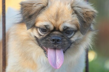 Cute happy Pekingese dog in the middle of metal bars on the blurred background