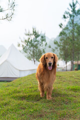 Golden Retriever goes camping, next to the tent