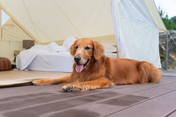 Golden retriever lying in front of the tent door