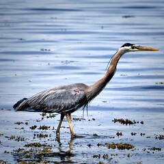 A great blue heron (ardea herodias) looking intently at the ocean water for his next meal.