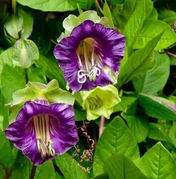 Vertical close-up cup-and-saucer vine flowers (Cobaea scandens) in a garden