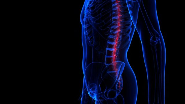 Central Organ of Human Nervous System Brain Anatomy Animation Concept