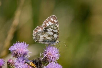 Close-up shot of a marbled white butterfly perched on a giant knapweed in the sunshine