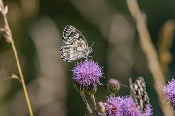 Close-up shot of a marbled white butterfly perched on a giant knapweed in the sunshine