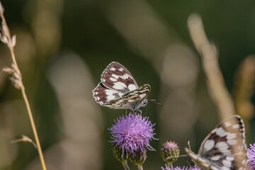 Close-up shot of a marbled white butterfly perched on a giant knapweed in the sunshine