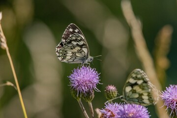 Close-up shot of a marbled white butterfly perched on a giant knapweed in the sunshine