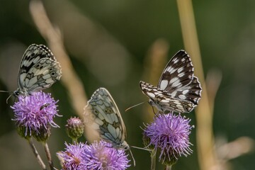 Close-up shot of a marbled white butterfly perched on a giant knapweed in the sunshine