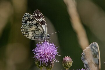 Close-up shot of a marbled white butterfly perched on a giant knapweed in the sunshine