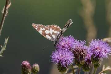 Close-up shot of a marbled white butterfly perched on a giant knapweed in the sunshine