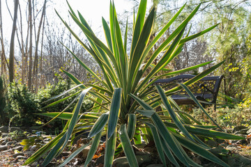 Yucca gloriosa Variegata on bank of garden pond. Sunny winter day in evergreen landscape garden. North Caucasus. Beautiful striped leaves in sunlight. Nature concept for design