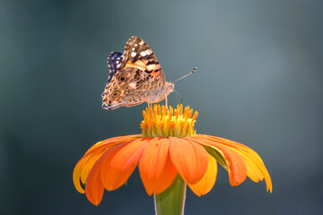 Vanessa cardui resting on Dahlia coccinea