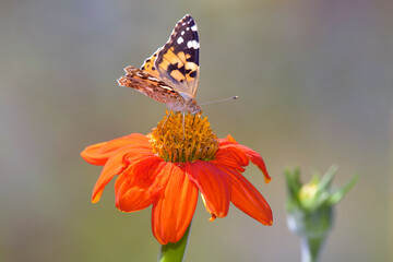 Vanessa cardui resting on Dahlia coccinea