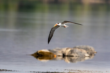 Indian skimmer or Indian scissors bill or Rynchops albicollis skimming and flying over chambal river water in natural scenic view or background at dholpur rajasthan india