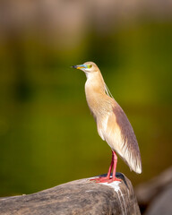 adult Indian Pond Heron or Ardeola grayii bird in breeding plumage and natural green background perched on big rock in golden hour sunset light at forest of central india asia