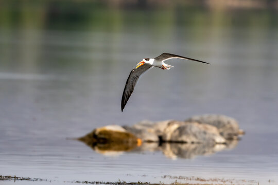 Indian skimmer or Indian scissors bill or Rynchops albicollis skimming and flying over chambal river water in natural scenic view or background at dholpur rajasthan india